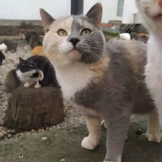 6356axiual96474's tweet image. ‼️URGENT APPEAL 🙏🆘🇺🇦
We are out of cat food the shelter cats again...
We spent a lot of funds to treat the blind kitties
Now we are unable to purchase more cat food for the shelter cats

PLEASE SUPPORT US THROUGH DONATING TO OUR FUNDRAISER LINK IN BIO

#donate #helpanimals
