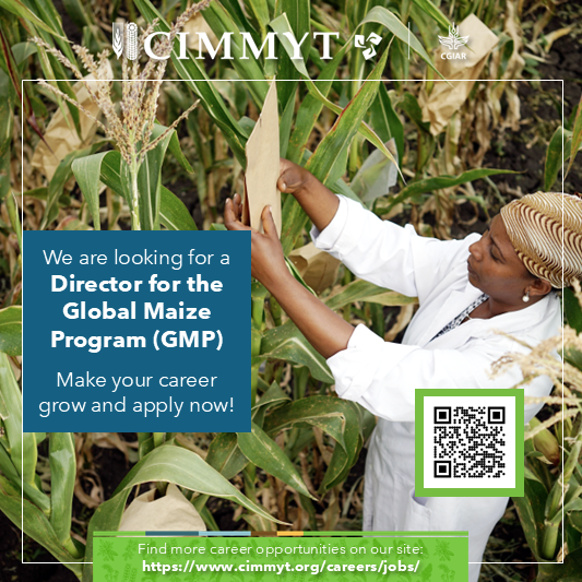 CIMMYT's tweet photo. 🌽 Join #CIMMYT as Director of the Global Maize Program! 🌽 Lead innovative research, partner with world-class scientists, and transform food security and smallholder livelihoods.
Apply now: https://t.co/S7v2NEqrWZ
#Leadership #MaizeResearch #GlobalImpact https://t.co/od6tUgWdM8