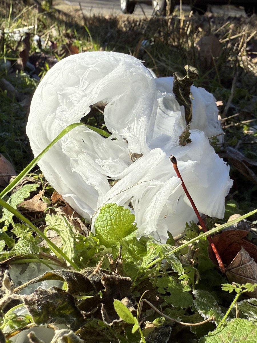 dyerobservers's tweet photo. ❄️This icy sprite is a winter delight❄️
Frost flowers were found scattered around our mailbox on Oman Drive. Here's a beauty!
More information on this phenomenon can be found here: https://t.co/O9teSeoP2A
#iceflower #frostflower https://t.co/YZvn2FcF1x