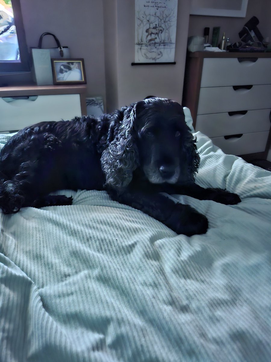 Gill ~ Cocker Spaniels Archie 🌈 Molly🌈 tweet media