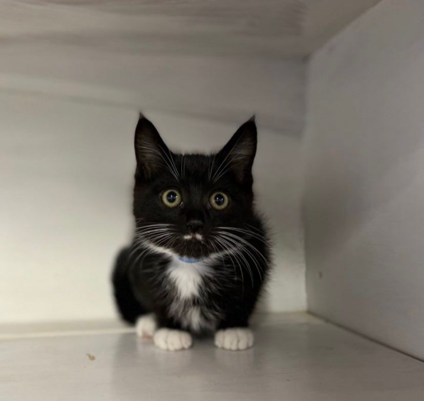 Why you should have a cat tweet media