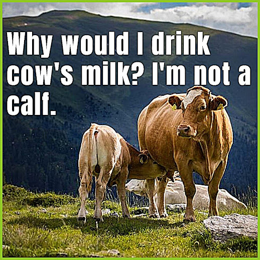 GlobalVegans's tweet photo. You are Not a Cow - #vegan #animalrights https://t.co/D3UROoG3dF