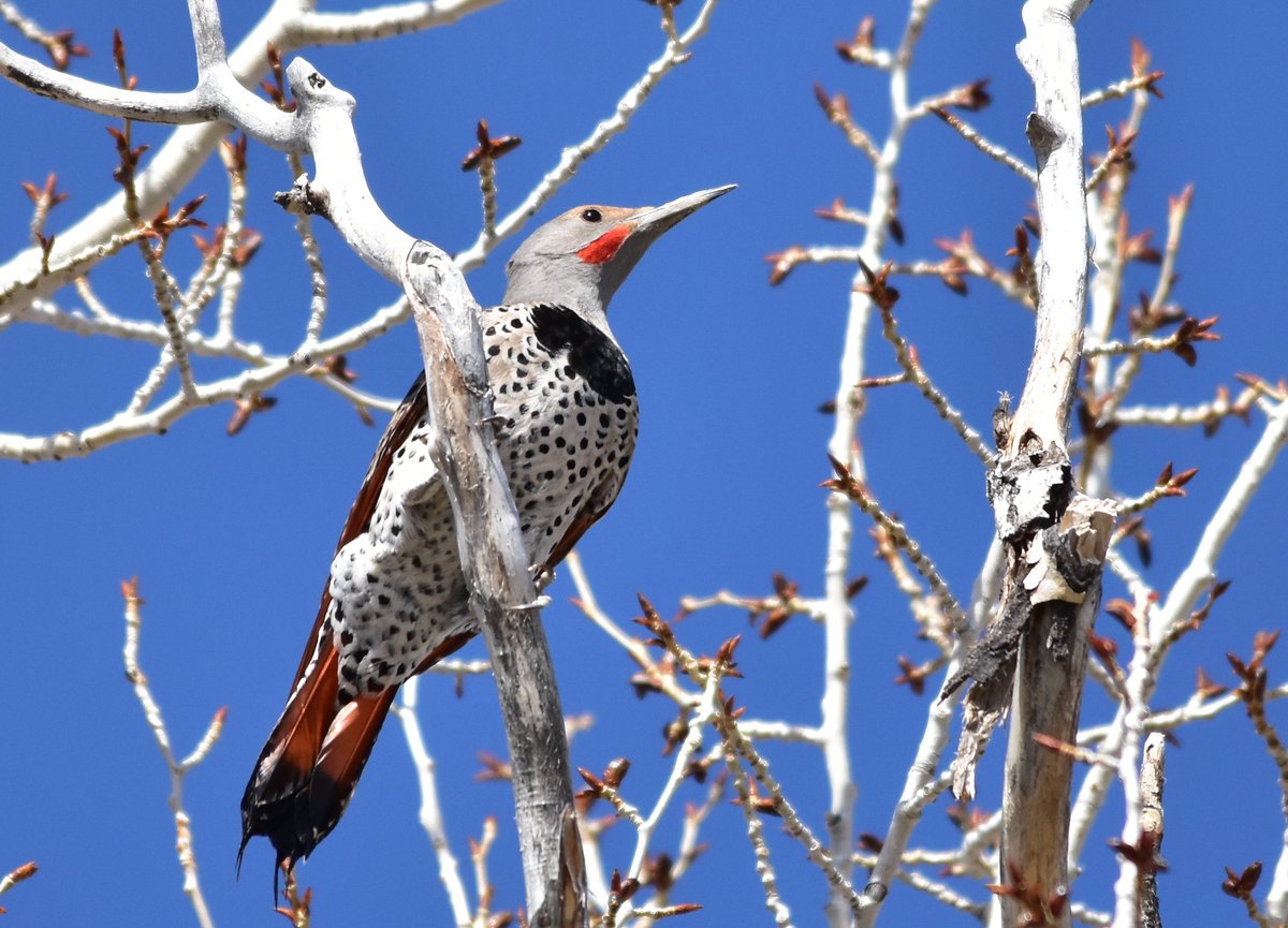 US Fish and Wildlife tweet media