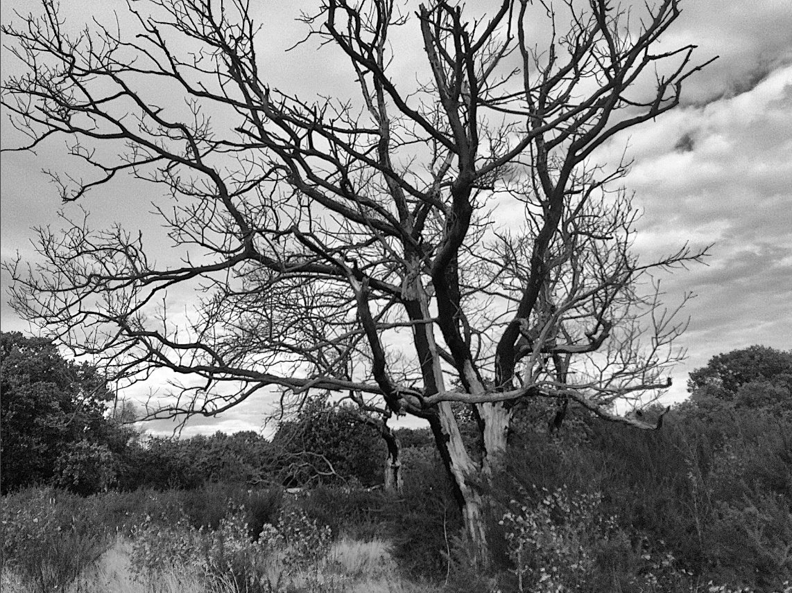 HooklandGuide's tweet photo. The year's slow striptease gets close to its denouement. Wooden bones reveal the hidden alphabet of trees. Witches wander to gather cold auguries ahead of midwinter. Everywhere wind-exposed secrets and raw vulnerabilities. – #EmilyCBanting, December 7th, 1981
#WitchDiary https://t.co/ISu5B0inux