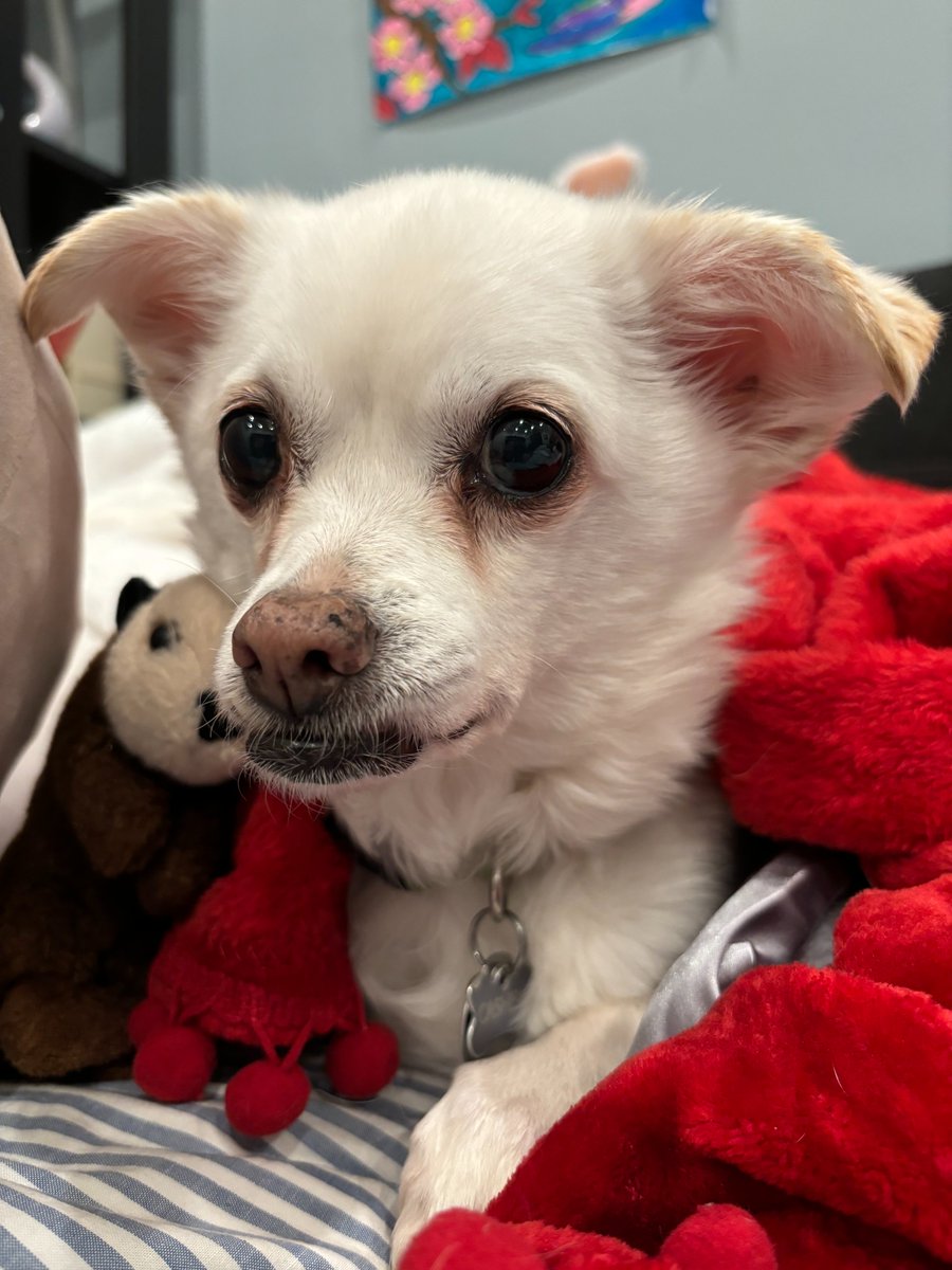 Cashew is bundling up in her favorite blanket to prepare for the colder weather. Happy Cashew Monday!