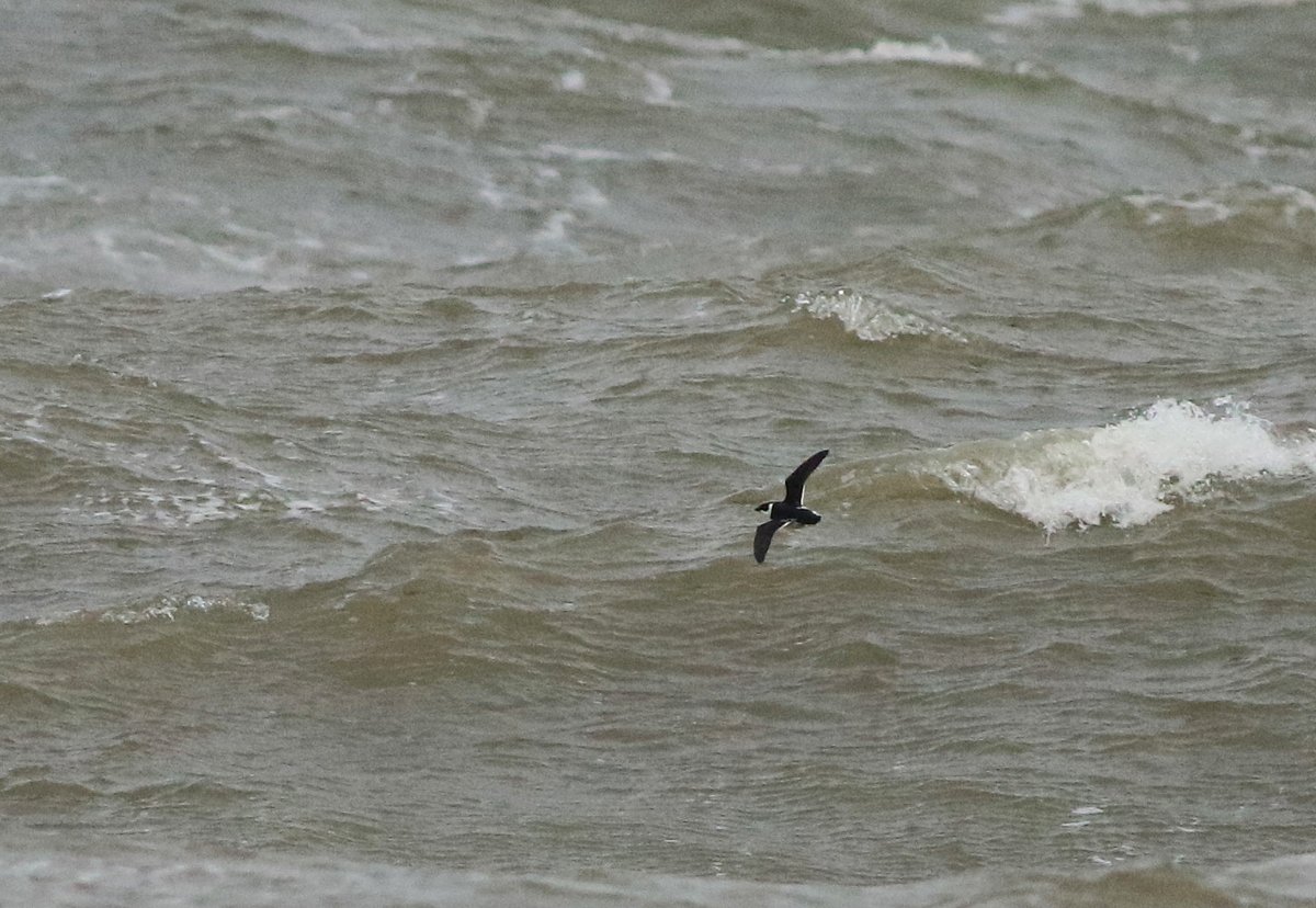 Over on the coast to see family yesterday, fitted in a late a.m session on the Brigg #Filey - three Little Auks, three Little Gulls, four Great Northern Divers, 30 Purple Sands the pick.