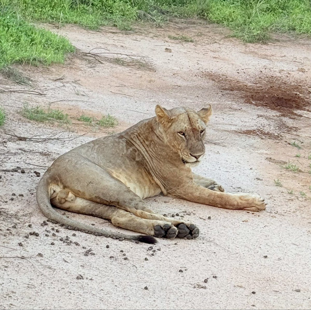 usdtrxio's tweet photo. Back from a life changing trip to Kenya. #MeruNationalPark was amazing with remarkable rangers looking after the safety of the animals 👏 @ElsasKopje is a fabulous camp run by a brilliant team 👏 https://t.co/0ija6WZPoH