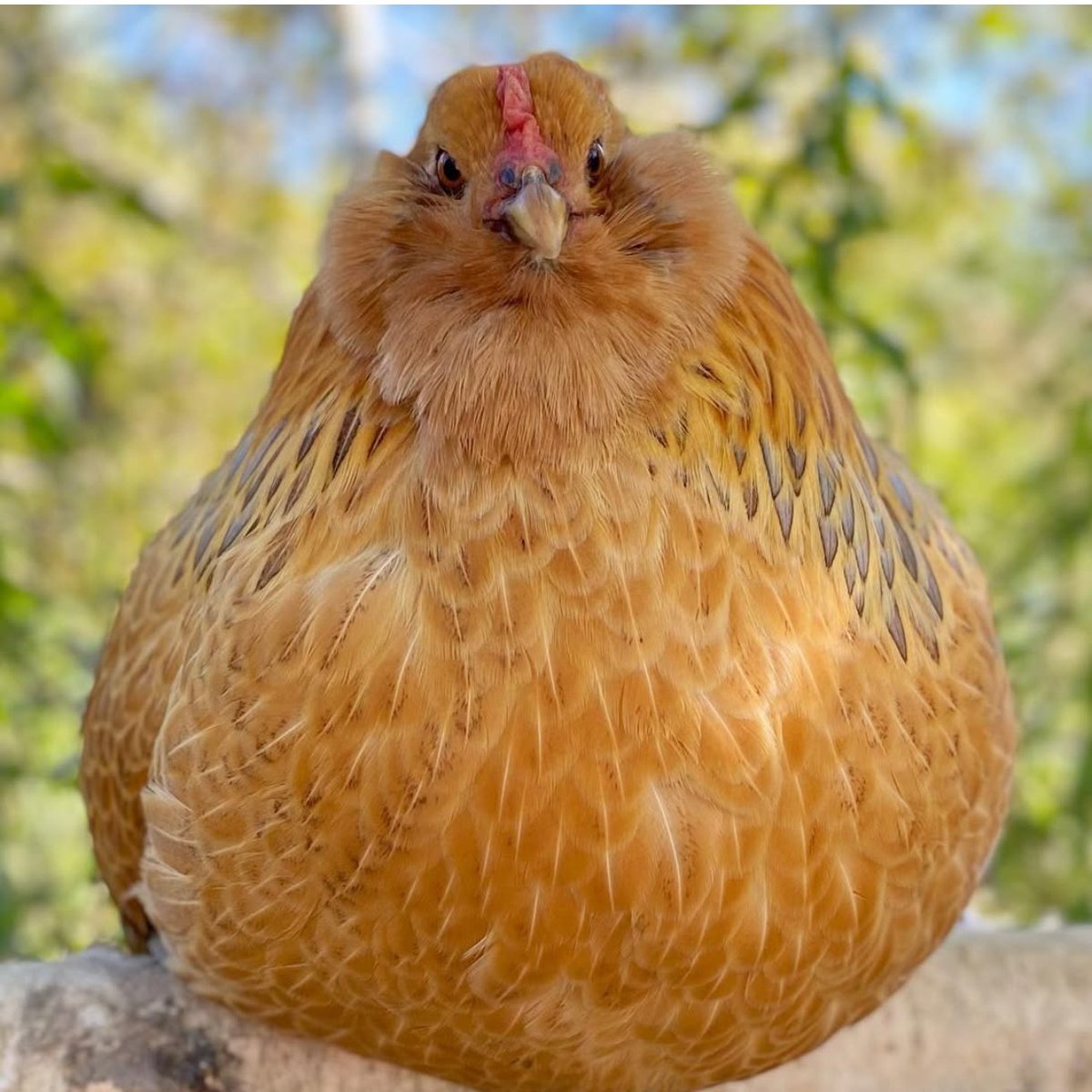 Voor iedereen die op zoek is naar een goed snackscuus om het nieuwe jaar met een plantaardige snack in te luiden: is-ie!

Henjoy ✨🐔