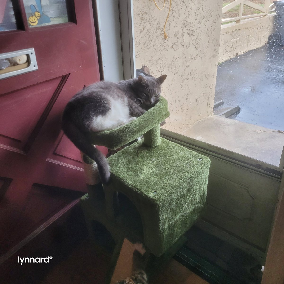 lynnslagle42's tweet photo. I dropped a dish. I might go hide now #edgarsfamily #napinterrupted #iflookscouldkill #sorryrosa #helpmeyall #gobacktonapping https://t.co/IJHOHDyqJA