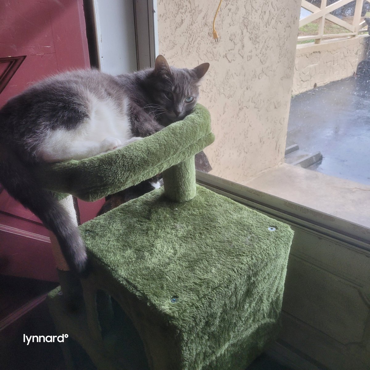 lynnslagle42's tweet photo. I dropped a dish. I might go hide now #edgarsfamily #napinterrupted #iflookscouldkill #sorryrosa #helpmeyall #gobacktonapping https://t.co/IJHOHDyqJA