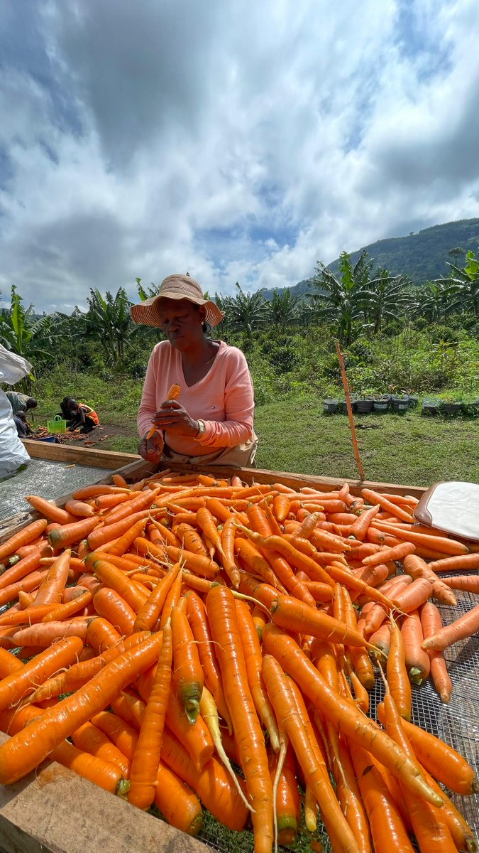 DivineOrganicUg's tweet photo. Celebrate the Mountain People of Uganda; small holders' farmers on the slopes of Mount Elgon—whose dedication brings fresh vegetables &amp; fruits to our plates every day. Let's make Uganda a healthy and wealthy Nation. #HortiMAP 
#AmaroFoods #MothersLove #AmaroCarrotPowder https://t.co/rr1rD3EEfo