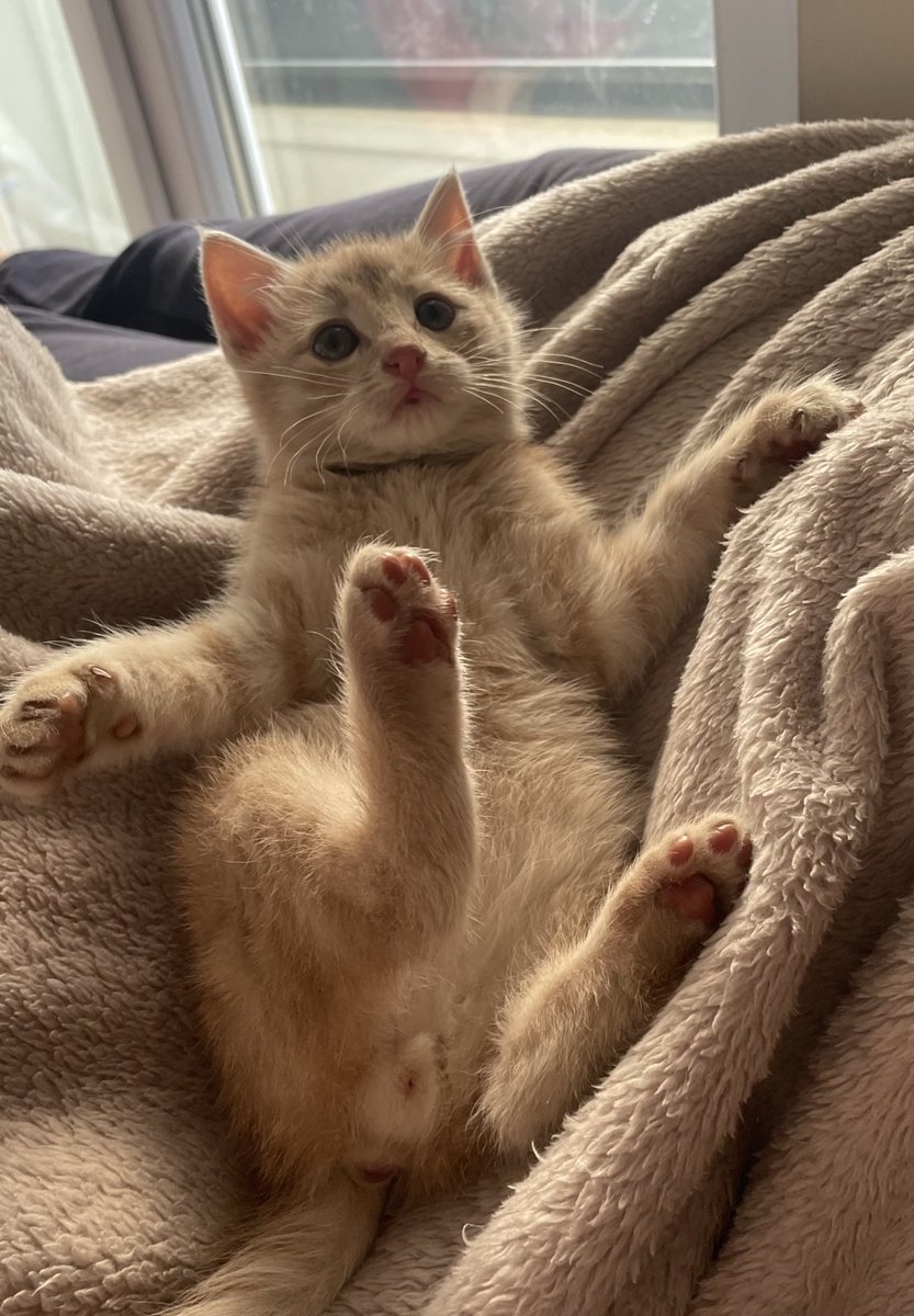 lütfen şu kaputunuza vurun ya. miyavlaması duyulmasa ölüp gidecekti orada. şimdi ona yeni bir hayat verme borcumuz oldu. hoşgeldin Sakız’ım🥹