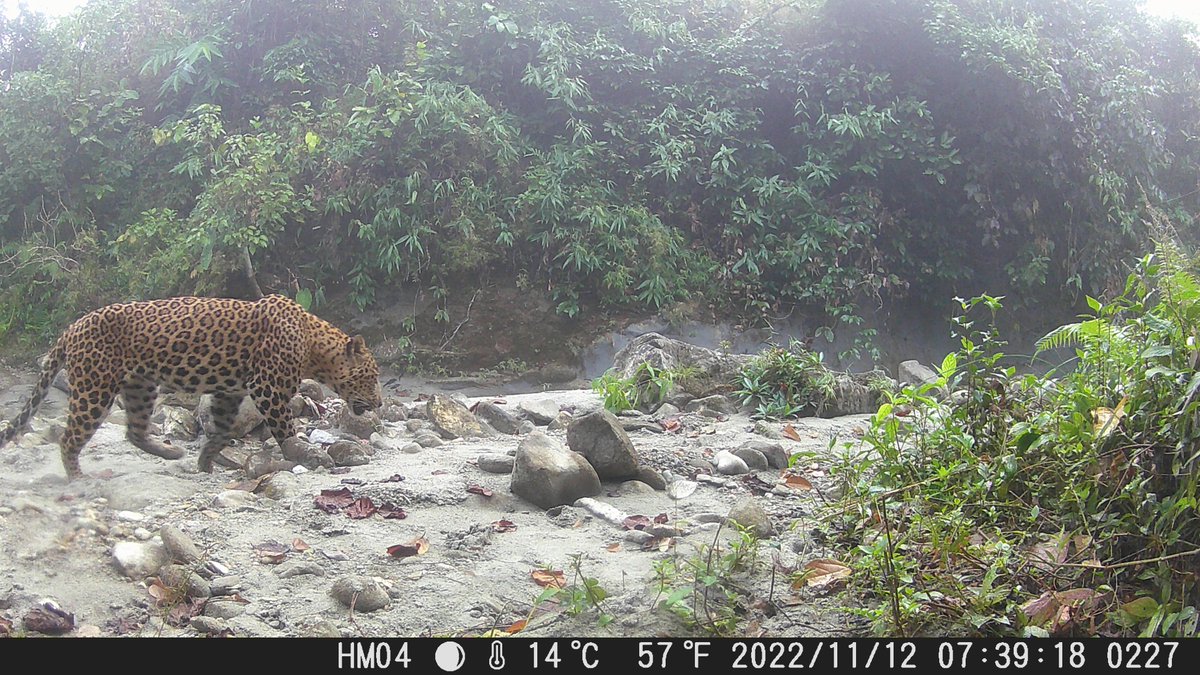Sam Helle 🐾🐅 (@samanthaiam) on Twitter photo Camera trap photos ever give you goosebumps?
 The time difference between these photos is SEVEN MINUTES. Camera trap photos ever give you goosebumps?
 The time difference between these photos is SEVEN MINUTES.