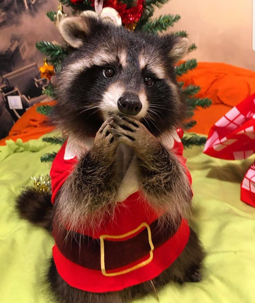 madmixnum's tweet photo. What’s on $FRED ’s Christmas wishlist?

A shiny $1B market cap?
A coveted @binance listing under the tree? https://t.co/144U0XWOPS