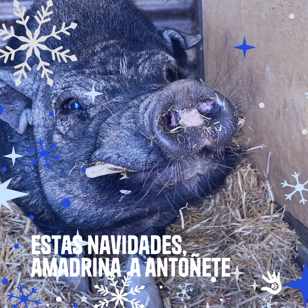 Antonio (Antoñete) 🐽 es el recepcionista del santuario y sus andares nos enamoran. 
🎁 Esta Navidad, tú puedes ser su mejor regalo: amadrinale desde solo 5€ al mes, y contribuye a mejorar su vida. 
+info comunicacion@salvandopeludos.org 
 #santuarioanimal #cerdo