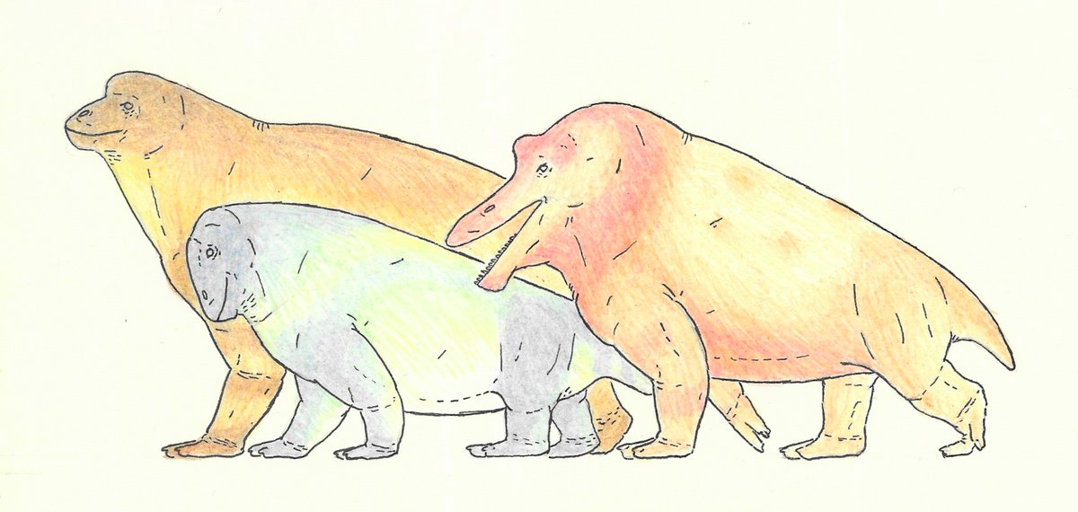 BVisigodo's tweet photo. A tapinocephalid parade, featuring Tapinocephalus atherstonei, Moschops capensis and Struthiocephalus whaitsi
#paleoart #sciart #therapsid #synapsid #permian #karoo #moschops #Struthiocephalus #Tapinocephalus https://t.co/SKnxiqUrEi