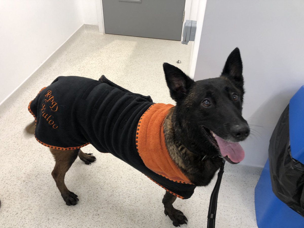 Chappers2013's tweet photo. An afternoon spa session for @PBaloo at the @AngliaRuskin #writtle #caninetherapyunit 

She enjoyed her hydrotherapy and after a towel dry was sporting her monogrammed dressing gown 🥰 https://t.co/5Sh2I50OOG