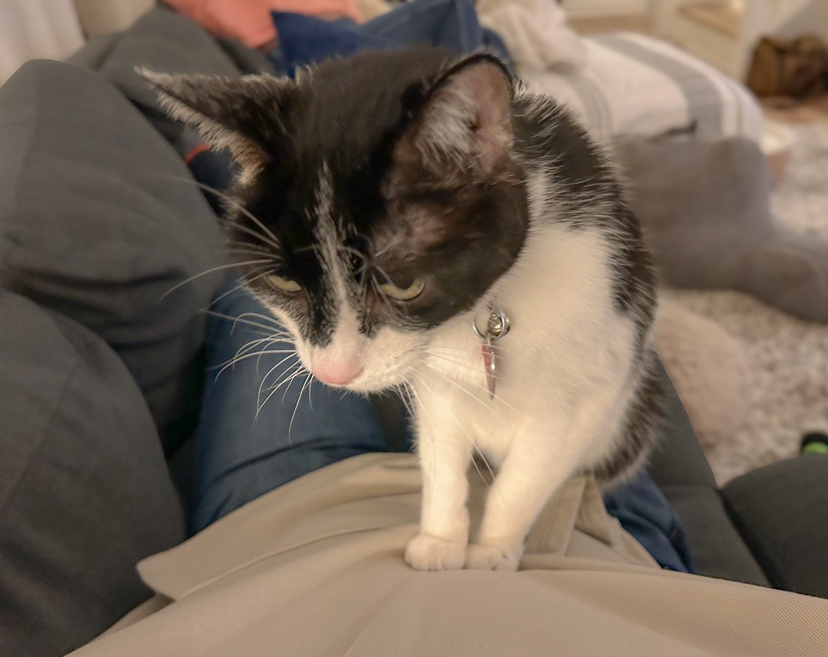 DB_sarcastico's tweet photo. Max trying to heal me last night.
#catthings https://t.co/L0f5K85X2j