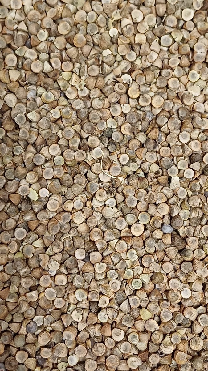 DBNherbarium (@dbnherbariumopw) on Twitter photo 11,863 seed of Tree Mallow (Malva arborea) collected this summer on the Cashen Estuary, Co. Kerry, cleaned and counted, ready for deposition into the National Seed Bank <a href="/NBGGlasnevinOPW/">NBG Ireland</a> 11,863 seed of Tree Mallow (Malva arborea) collected this summer on the Cashen Estuary, Co. Kerry, cleaned and counted, ready for deposition into the National Seed Bank <a href="/NBGGlasnevinOPW/">NBG Ireland</a>