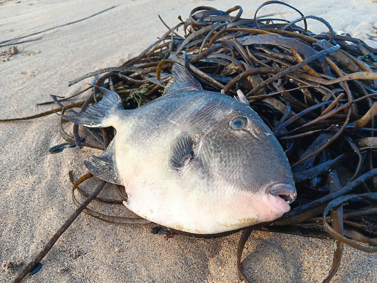 📷 Triggerfish found washed up this week on a local Cornish beach.

📷 "The increase in sea temperatures over the last 30 years, caused by climate change, has attracted these and other newcomers to our waters"

#IAmABeachGuardian #ItStartsWithCommunity #StormDarragh #Cornwall