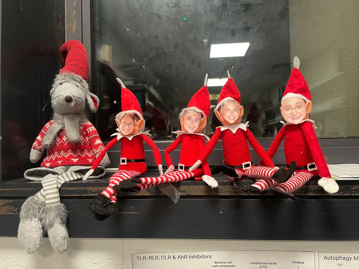 Prof Karen English (@kenglishlab) on Twitter photo The labs Christmas Elves have arrived to make sure the UG students in the labs are doing good Science. These elves lool very familiar 🤣 <a href="/evelinavolkova/">evelina volkova</a> <a href="/MollyDunlop10/">Molly Dunlop</a> <a href="/Courteney_Tun/">Courteney Tunstead</a> <a href="/MaynoothBiology/">Maynooth Biology</a> <a href="/MaynoothUni/">Maynooth University</a> Bet your missing us <a href="/HazelDunbar_/">Dr. Hazel Dunbar</a> . New additions next year.. The labs Christmas Elves have arrived to make sure the UG students in the labs are doing good Science. These elves lool very familiar 🤣 <a href="/evelinavolkova/">evelina volkova</a> <a href="/MollyDunlop10/">Molly Dunlop</a> <a href="/Courteney_Tun/">Courteney Tunstead</a> <a href="/MaynoothBiology/">Maynooth Biology</a> <a href="/MaynoothUni/">Maynooth University</a> Bet your missing us <a href="/HazelDunbar_/">Dr. Hazel Dunbar</a> . New additions next year..