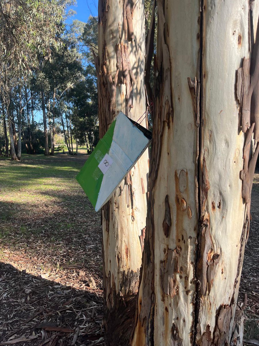iescantillana's tweet photo. Hoy junto al profesorado de Ed. Física, el alumnado de 1º Bach ha asistido al Parque Natural Matallana de Lora del Río para una carrera de orientación y un sendero. Se han trabajado el aprendizaje cooperativo y valores de respeto del medioambiente a través de la actividad física. https://t.co/ZEN7aOoipN