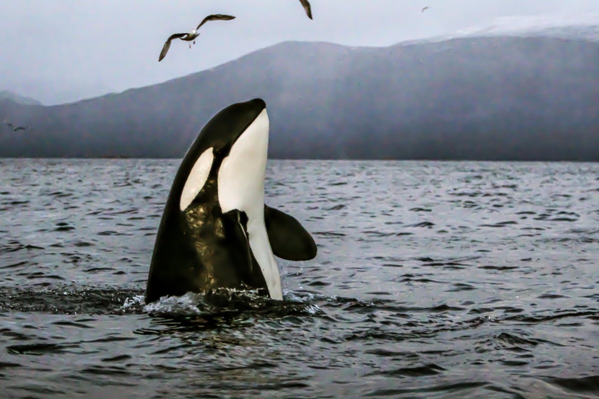 DRDC_RDDC's tweet photo. This fall, DRDC gathered data on the behavioural impacts of active sonar on orcas in a research trial in Norway with NATO Allies, to protect whales during operations.

#ArcticScience #DefenceScience https://t.co/mWi37Xrzjy