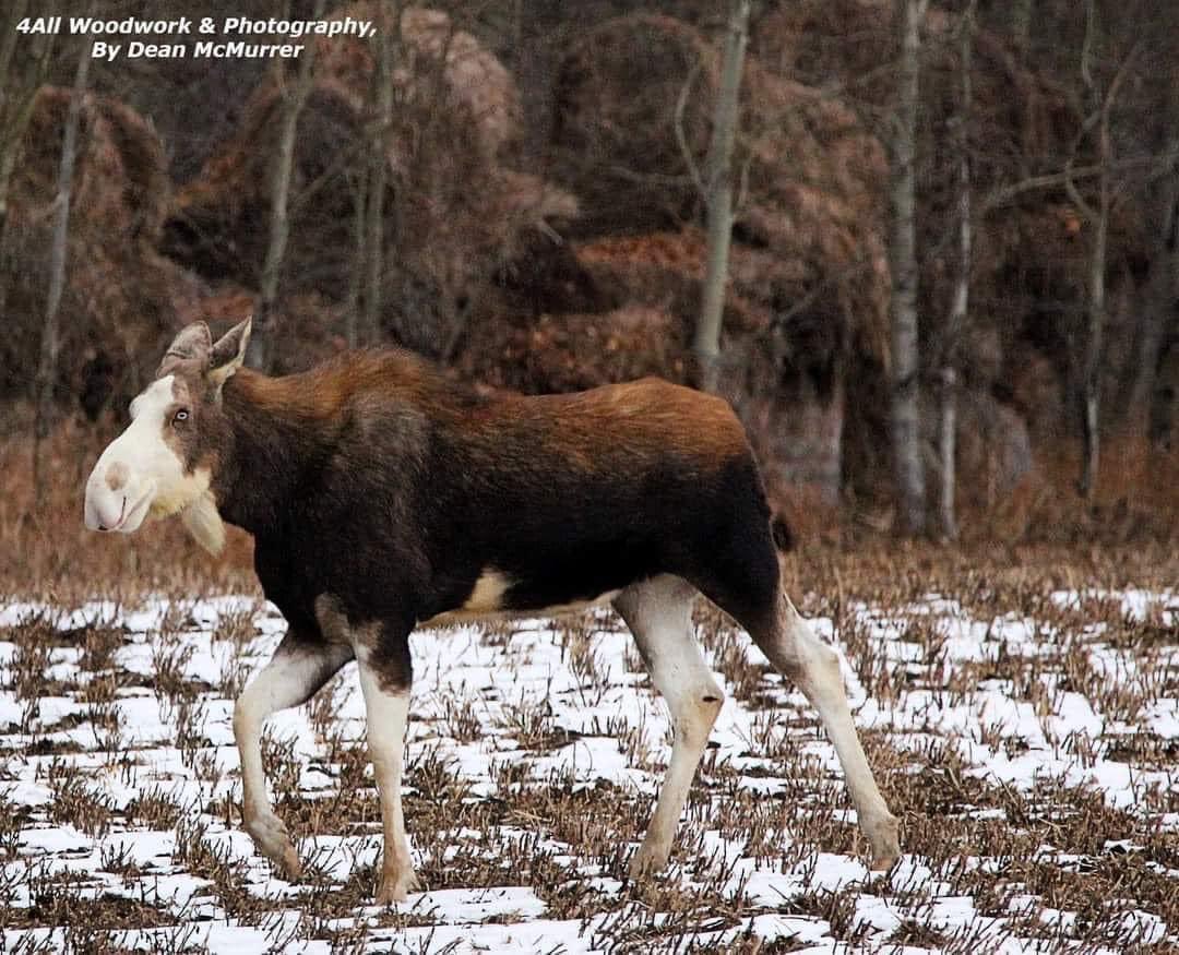 Monarch__99's tweet photo. @theHunterCOTW More piebalds! This moose is from my county in central Alberta! https://t.co/XqV7udQKJi