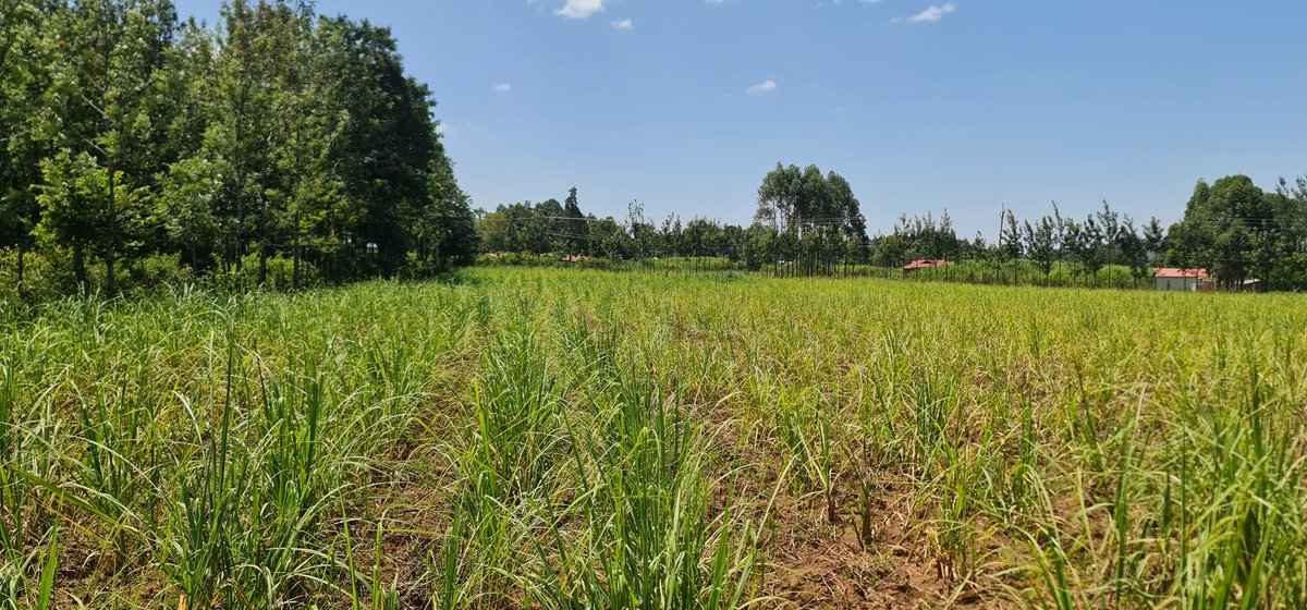 Cathy Cole Ltd tweet media