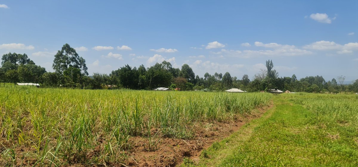 Cathy Cole Ltd tweet media