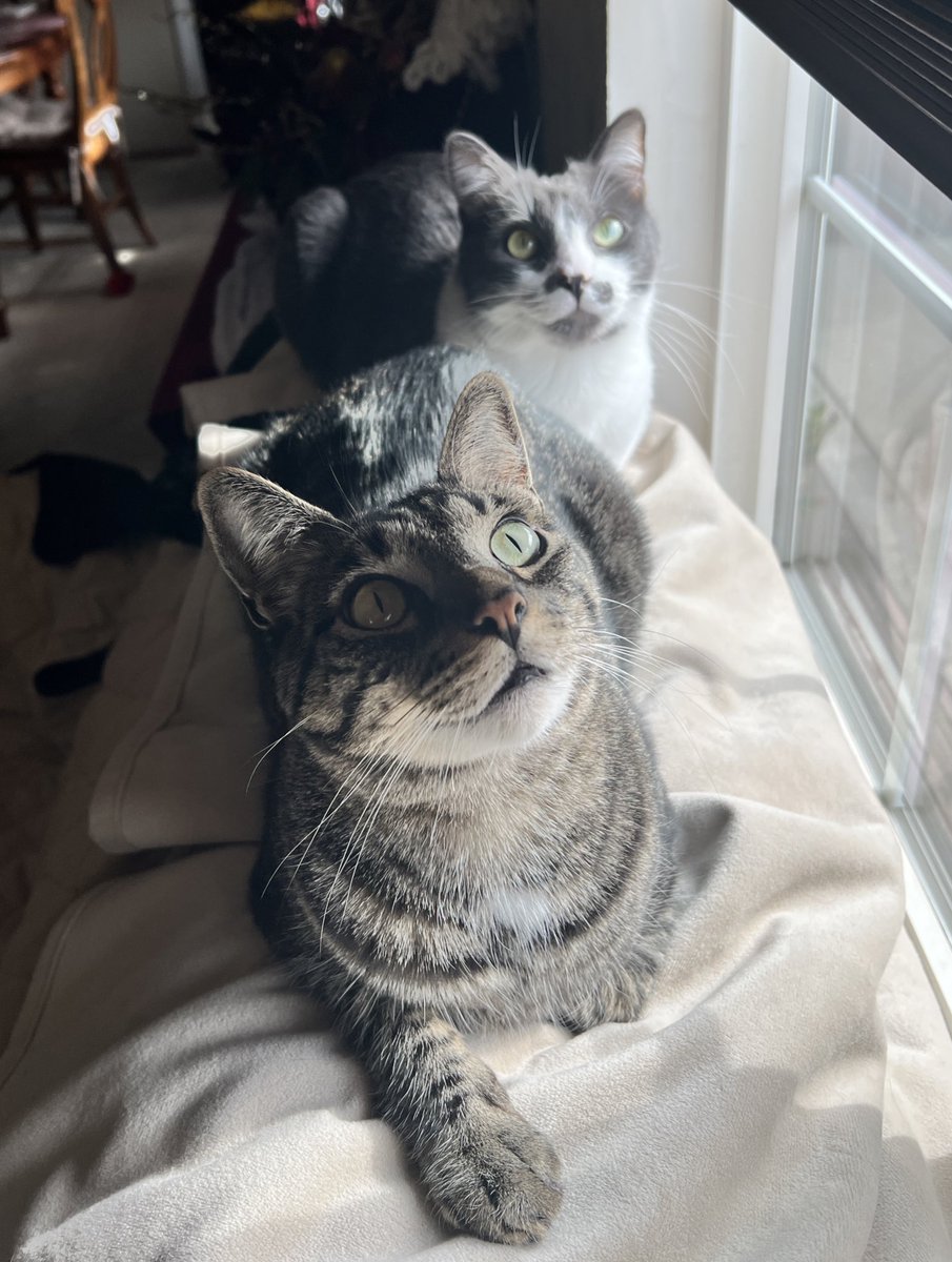 kazunhinged's tweet photo. Gmeow https://t.co/ksrbNvmykU