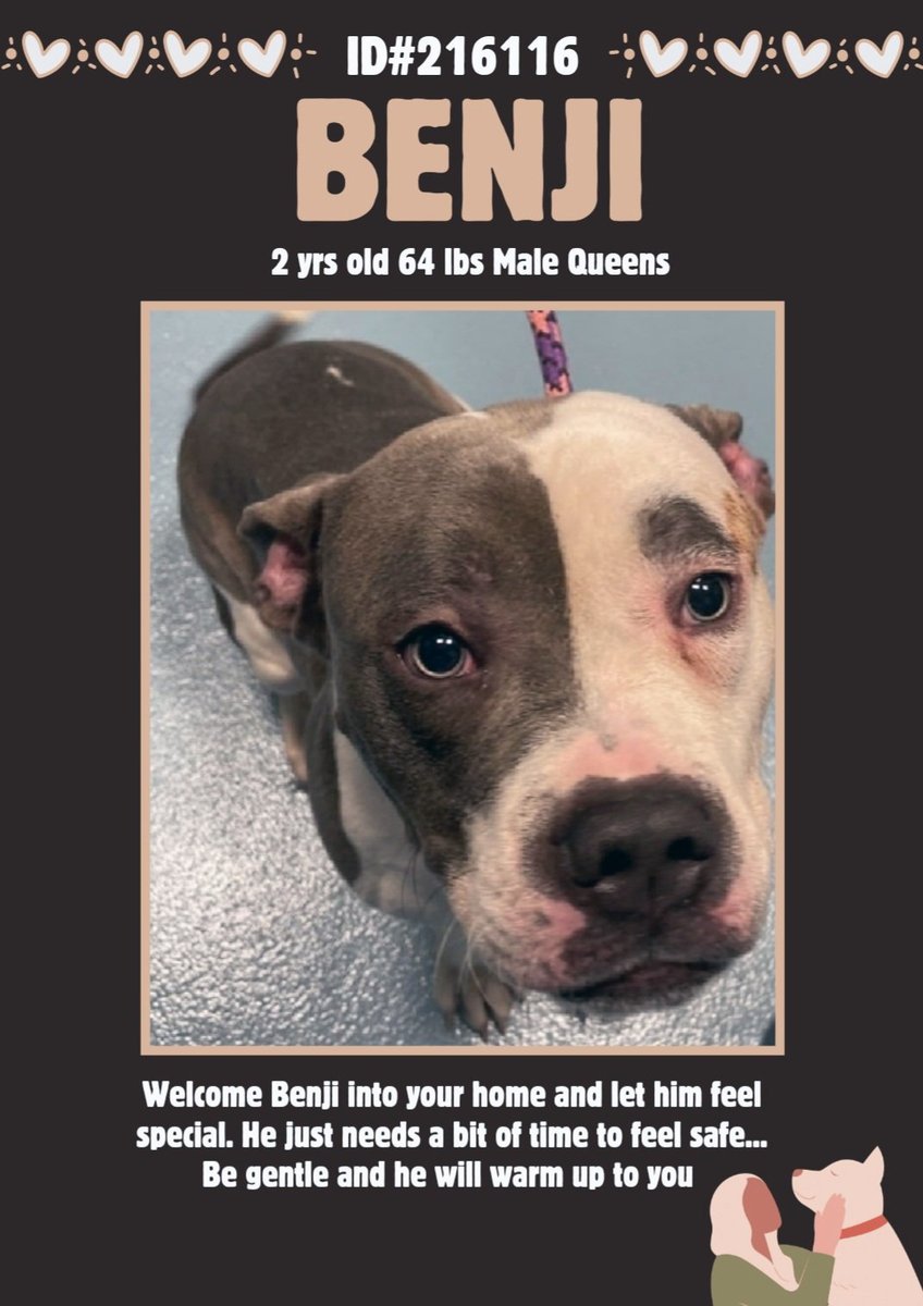 EASpenser's tweet photo. 😢BENJI, age 2 #SadEyesScaredEars
No #Benji back story but yay! no cut-off ears
#ForeverFamily/#ForeverHome will😊🤩his life!
Needs:
#TimeToDecompress
#NoRushing
#LookingAtLifeThruHisEyes
❓#GoodBoyTraining
#Routine
#Consistency
❤️❤️ https://t.co/oiFG3Bev43
#Adopt #Foster #Pledge https://t.co/225EWSVDhf