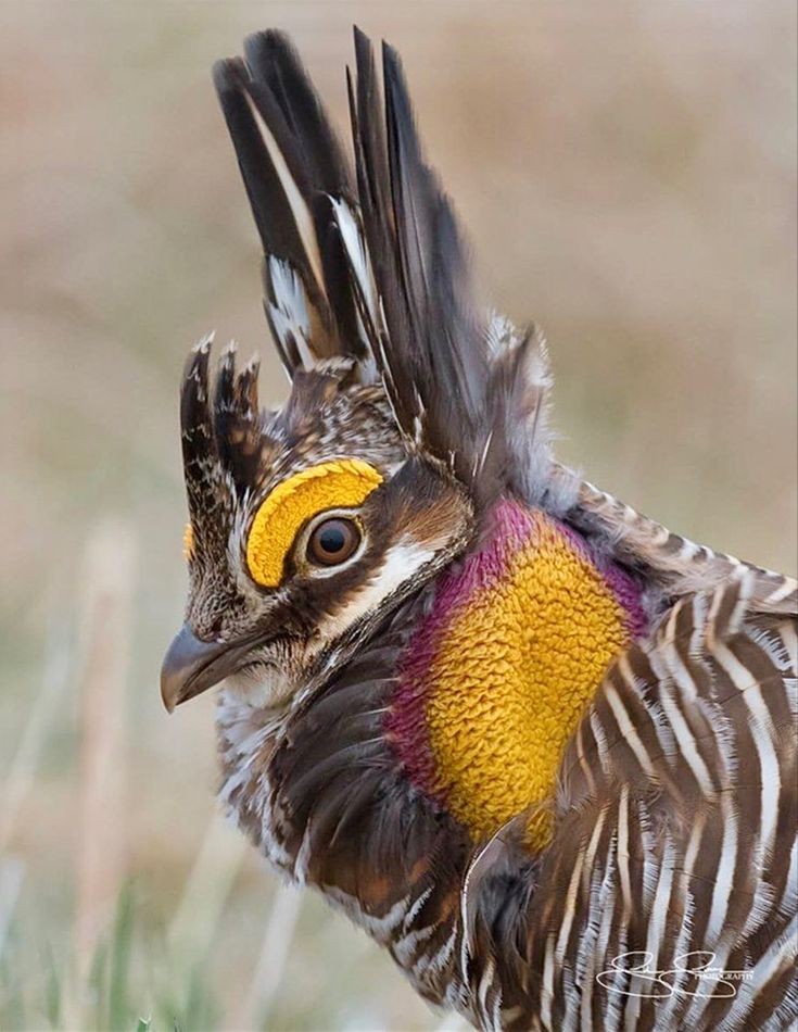 Untamedpath's tweet photo. "Behold the majestic Greater Prairie-Chicken, a master of the grasslands! #prairiechicken #wildlife #nature #birdsofprey #conservation" https://t.co/Jxhm3TGMP7