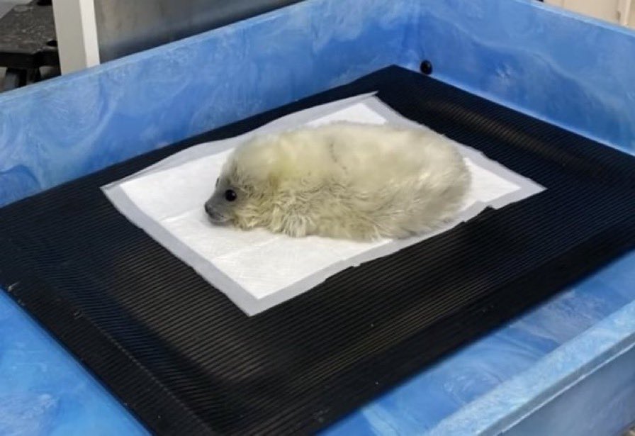 e-Mawce.png 🦈 ⁷¹ ⁷⁷ ² tweet media