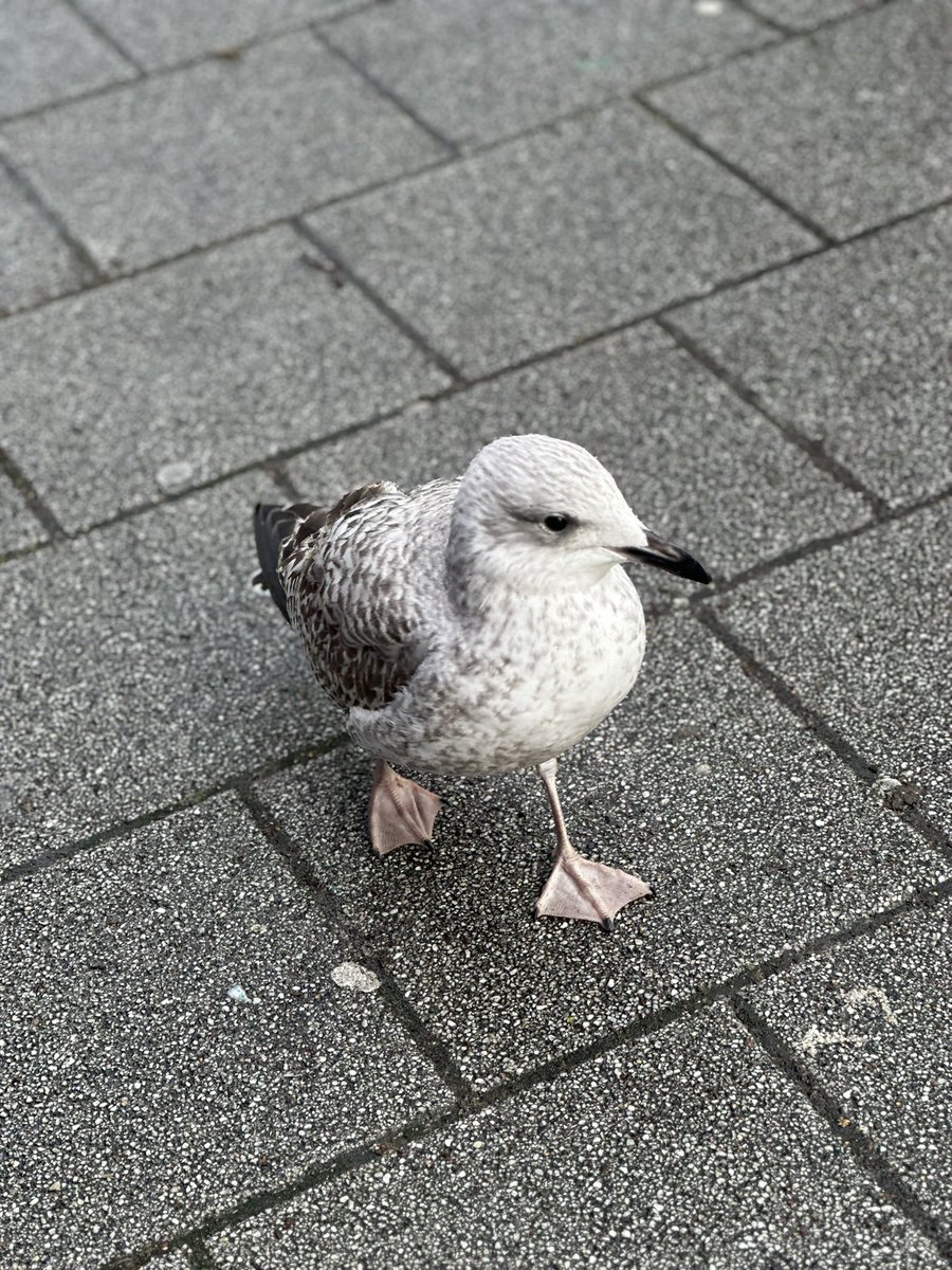HelveteCosplays's tweet photo. Think this seagull should start modelling look at those poses 😂 https://t.co/dyLsHxC8Rl