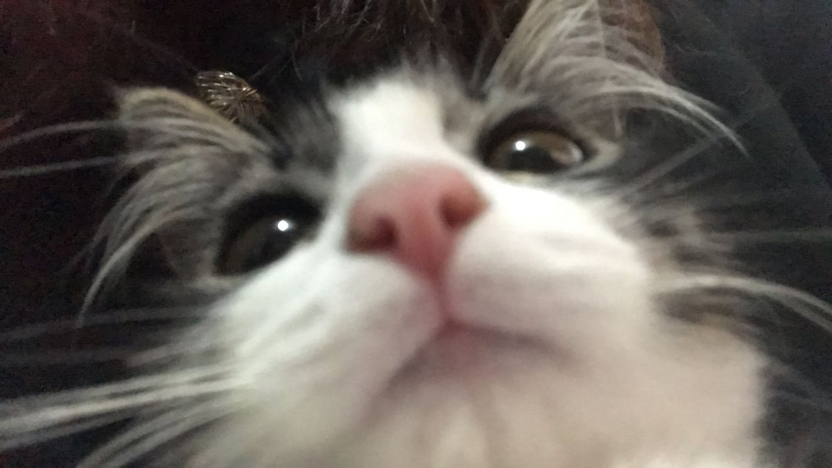 louis as cat (@cataslouis) on Twitter photo 