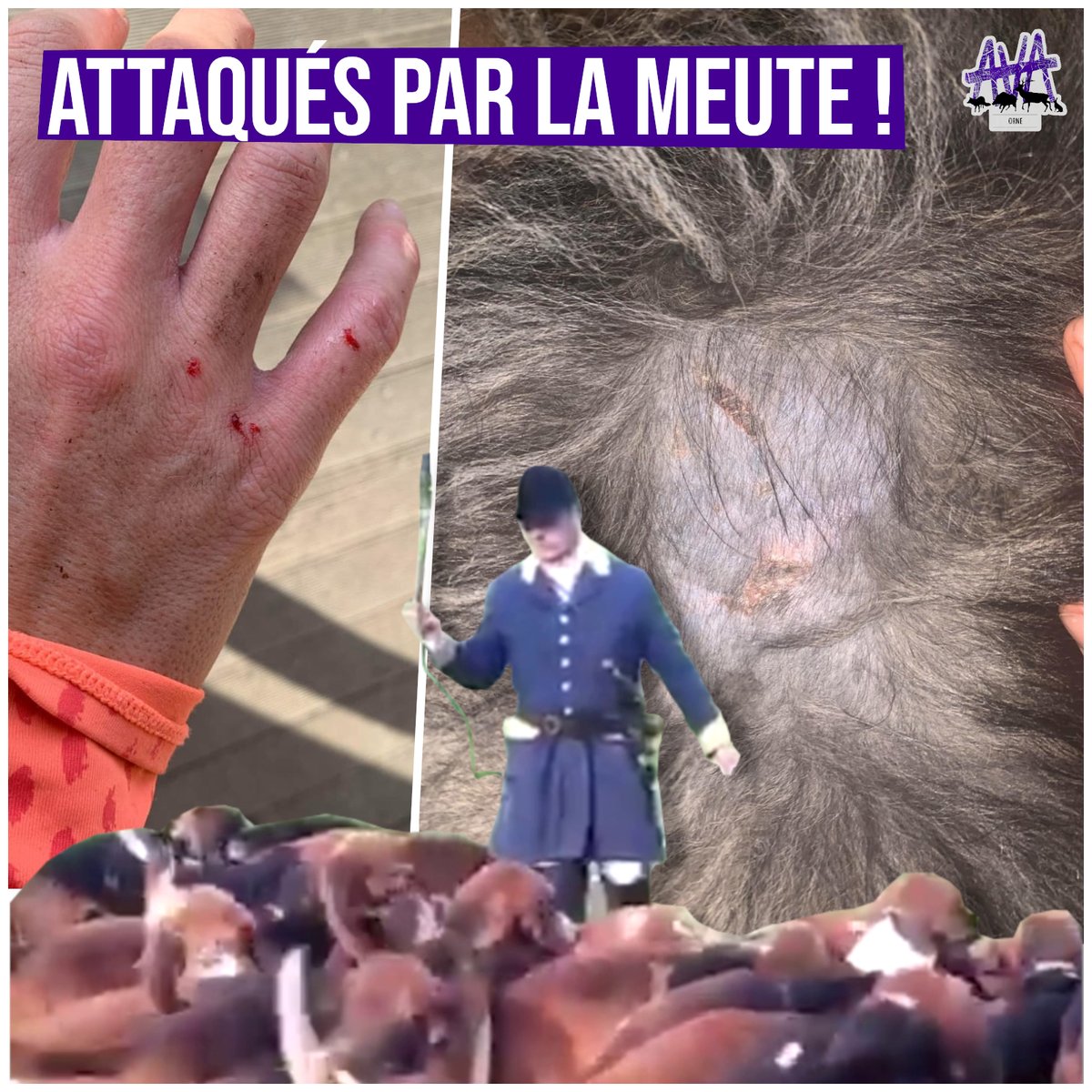 CHASSE À COURRE : Une joggeuse et son chien attaqués par une meute de chasse à courre !

Un incident malheureusement très fréquent, commis cette fois par un équipage connu pour ses méfaits

[🧵L'histoire complète en thread⬇️]