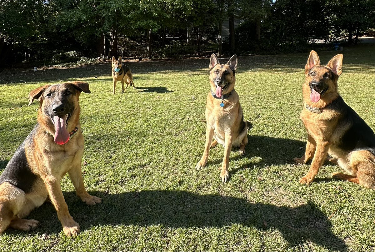 leaderofthepak's tweet photo. @Texasbrn Rescued is my favorite breed 💖 514 foster dogs over the years of all breeds but we love shepherds 🐾 https://t.co/O5yyu4aLQ3