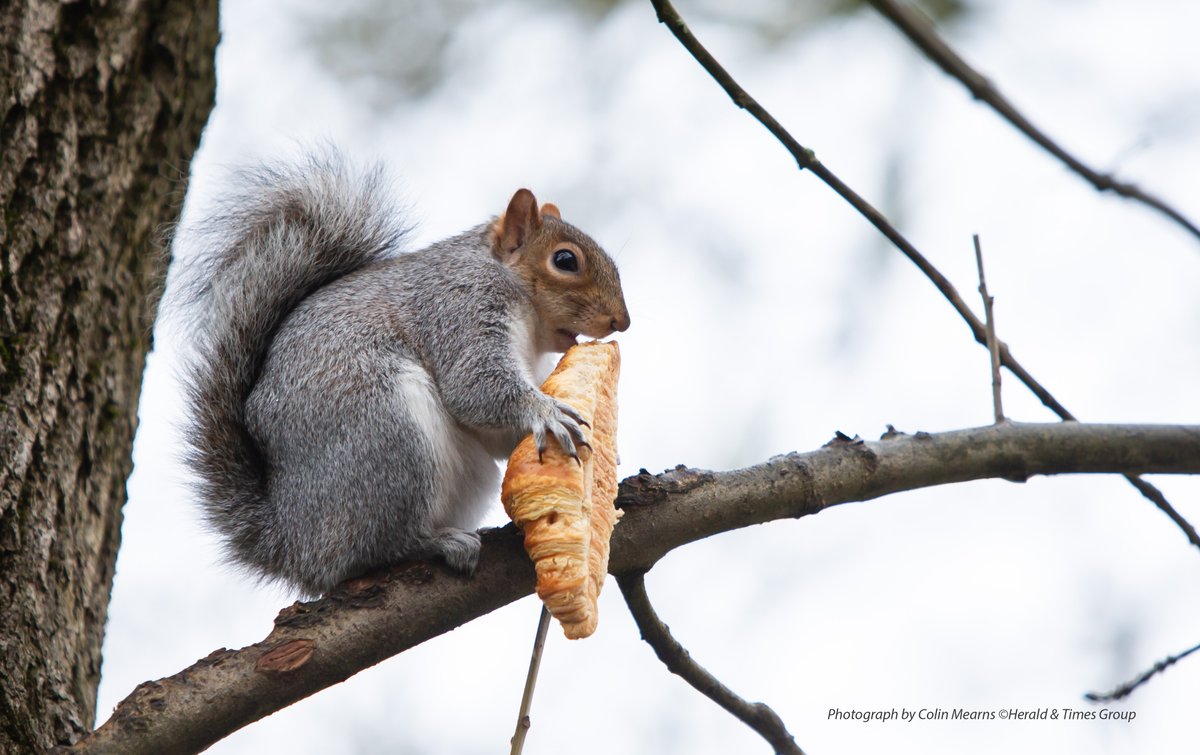 MearnsColin's tweet photo. A squirrel eats a croissant while sitting in a tree on Gray Street in the West End of Glasgow, Wednesday 11th December 2024. Photographed for @heraldscotland &amp; @Glasgow_Times 
#Glasgow https://t.co/jQsTuonUYv