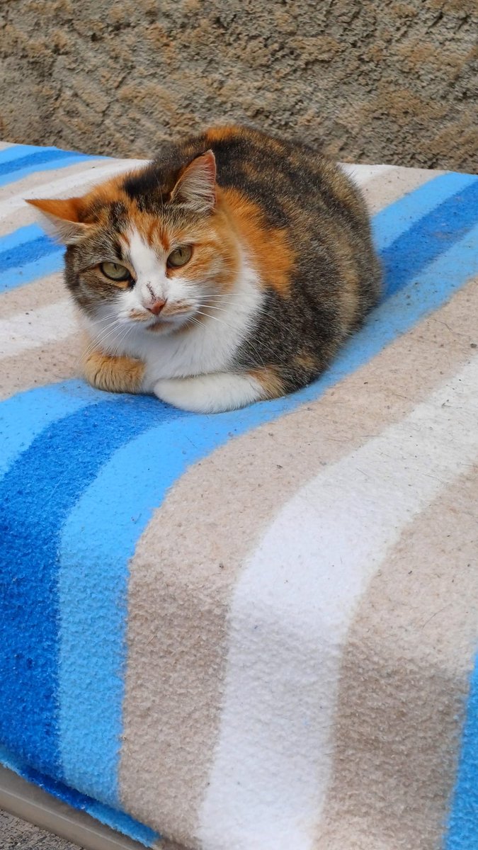 ColoniaGats's tweet photo. Antes de que comenzará el frío invernal, en la @ColoniaGats hemos aprovechado para limpiar las casetas por dentro y cambiarles las mantas y la ropa de abrigo.
Las casetas son muy importantes para los #gatos porque les sirven de refugio y un lugar seguro. #gatosdecolonia #Valencia https://t.co/gyfJNtuUAD