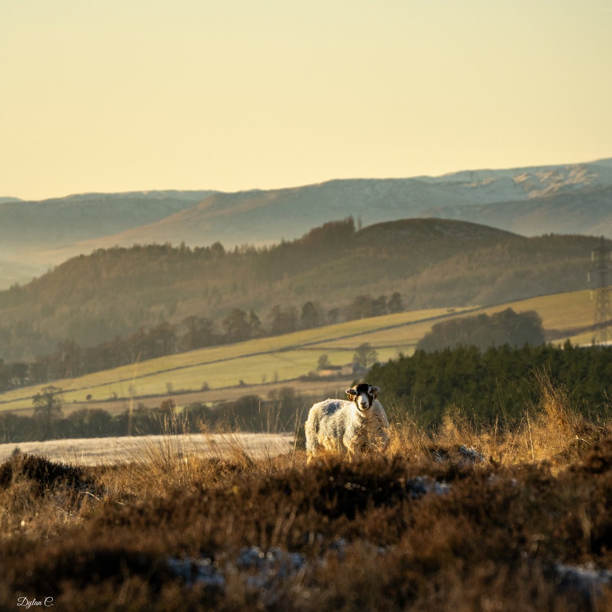 DylanC35_'s tweet photo. Some Sheep &amp; Views : Winter is here!

#FowlisWester #ScotlandSheep #SheepOfInstagram #ScottishCountryside #RuralScotland #HiddenScotland #PastoralScenes #ScottishLandscapes #NaturePhotography #SonyA7III #DyLensPhotography #CountryVibes #FarmLife #ScotlandInFocus https://t.co/s9OYwW3l6h