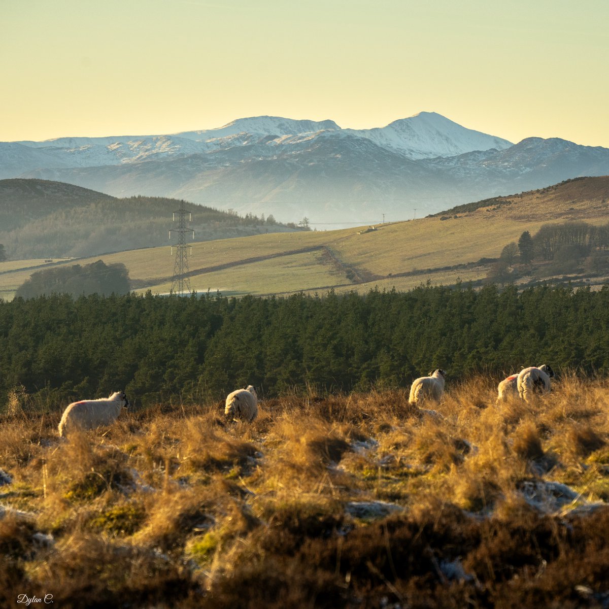 DylanC35_'s tweet photo. Some Sheep &amp; Views : Winter is here!

#FowlisWester #ScotlandSheep #SheepOfInstagram #ScottishCountryside #RuralScotland #HiddenScotland #PastoralScenes #ScottishLandscapes #NaturePhotography #SonyA7III #DyLensPhotography #CountryVibes #FarmLife #ScotlandInFocus https://t.co/s9OYwW3l6h