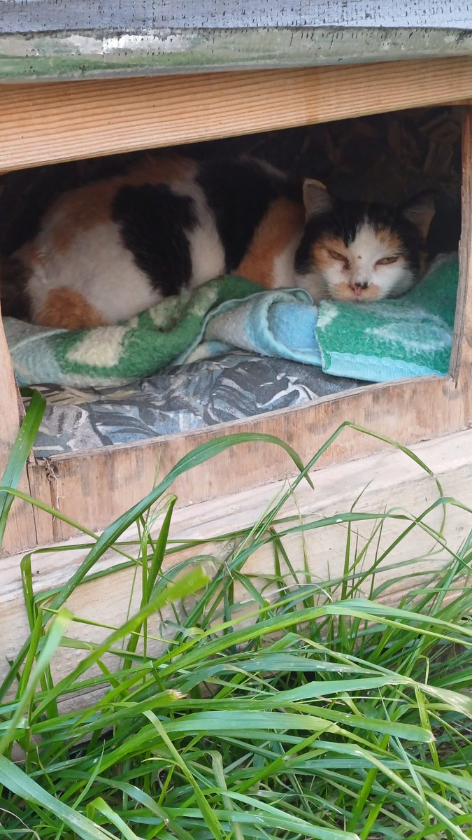 Antes de que comenzará el frío invernal, en la <a href="/ColoniaGats/">ColoniaGatsLaPlata</a> hemos aprovechado para limpiar las casetas por dentro y cambiarles las mantas y la ropa de abrigo.
Las casetas son muy importantes para los #gatos porque les sirven de refugio y un lugar seguro. #gatosdecolonia #Valencia