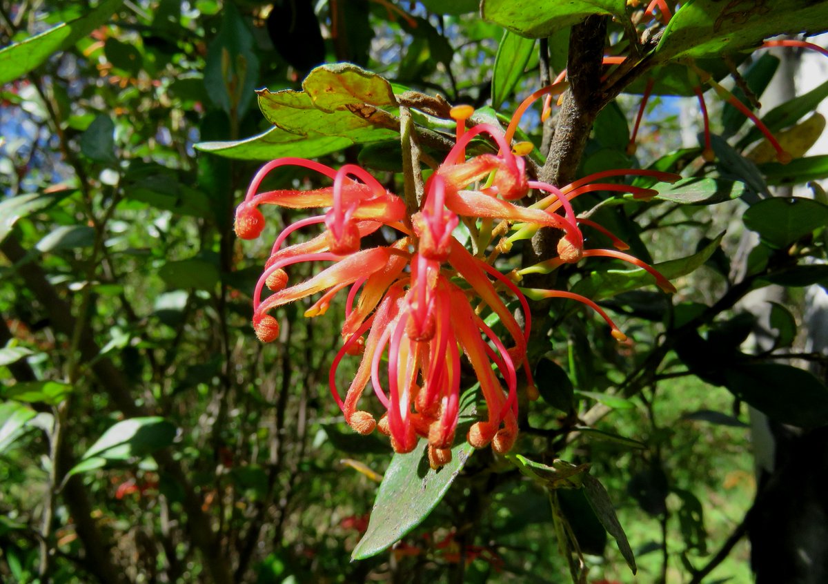 StuartWilliams_'s tweet image. The critically endangered Selma Saddle Grevillea (Grevillea miqueliana subsp. cincta), endemic to the Victorian Alps, at Mount Selma. 

#December2016  #Proteaceae #ozplants