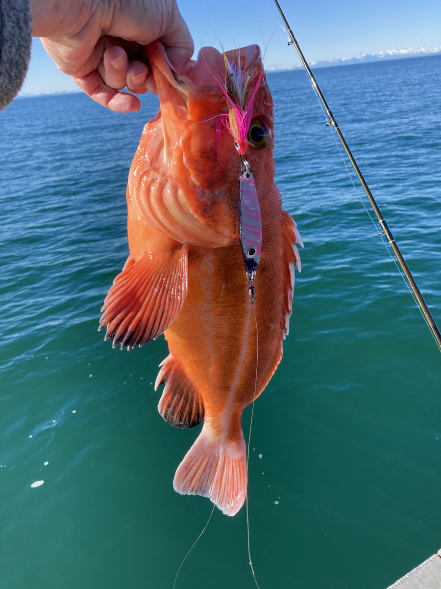 Laterallineusa's tweet photo. Yelloweye and a no-name lure I've been field testing.  So far, so good. "Come now, Let's settle this, says the Lord. Though your sins are like scarlet, I will make them as white as snow. Though they are red like crimson, I will make them as white as wool." Isaiah 1:18 https://t.co/tBXf2su36F
