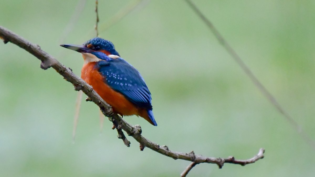Edinburgh NATURE tweet media