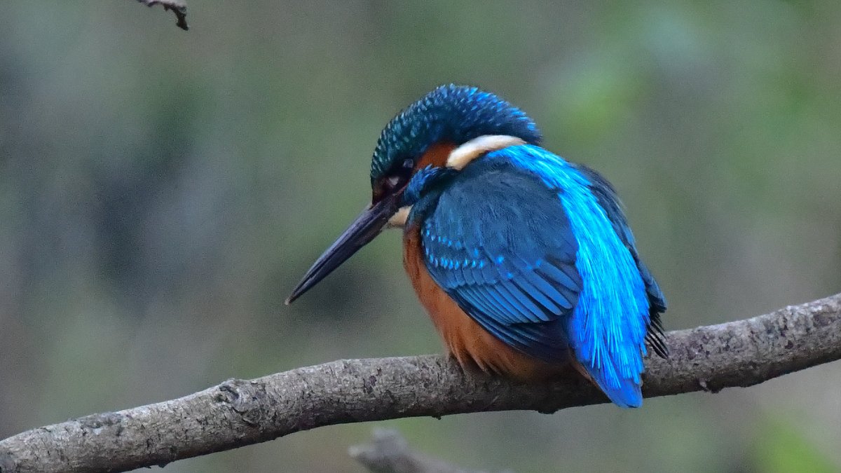 Edinburgh NATURE tweet media