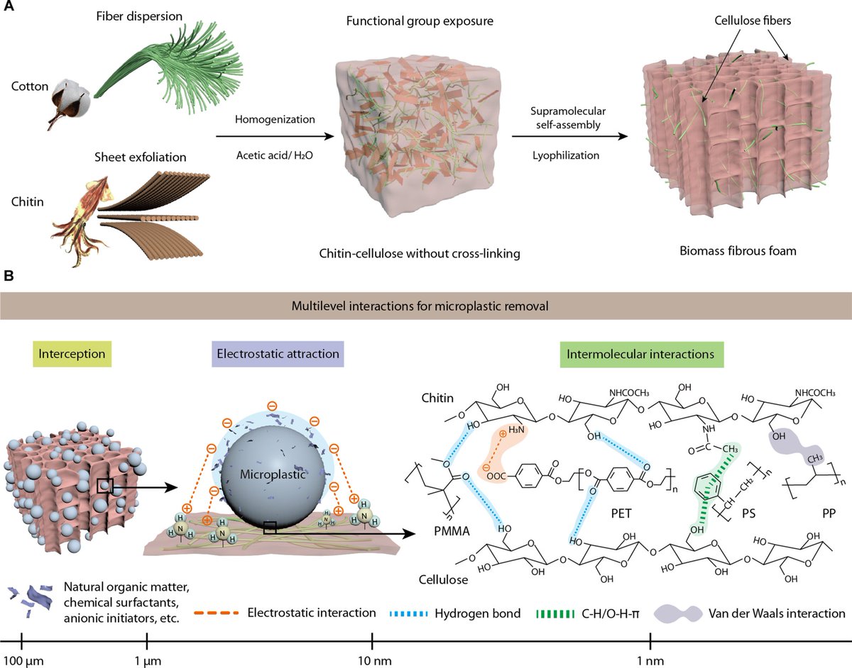 A new biopolymer-based, reusable, and biodegradable foam absorbed microplastics in water with an efficiency of up to 99.9% in its first use. scim.ag/3ZGSijy <a href="/ScienceAdvances/">Science Advances</a>