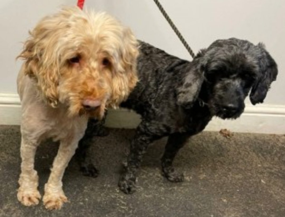 bs2510's tweet photo. #SpanielHour
2 DOGS #Cockerpoo #SpanielCross
#Found 09 Dec 2024 Pulham #StMary #Suffolk IP21
In the care of the Dog Warden

https://t.co/bStV3FCMxl https://t.co/lFBd3P142E