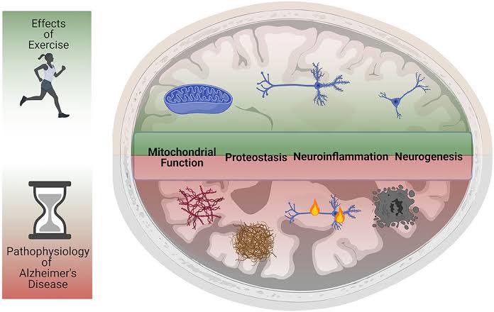 El ejercicio 🏃🏻‍♀️🏊‍♂️🏋️‍♂️ es capaz de retrasar las aparicion o atenuar los síntomas de las personas que tienen enfermedad por Alzheimer🧠

Si tus padres o hermanos padecen esta enfermedad, tienes más riesgo de desarrollarla, el ejercicio puede ser tu mejor arma

pubmed.ncbi.nlm.nih.gov/32561386/